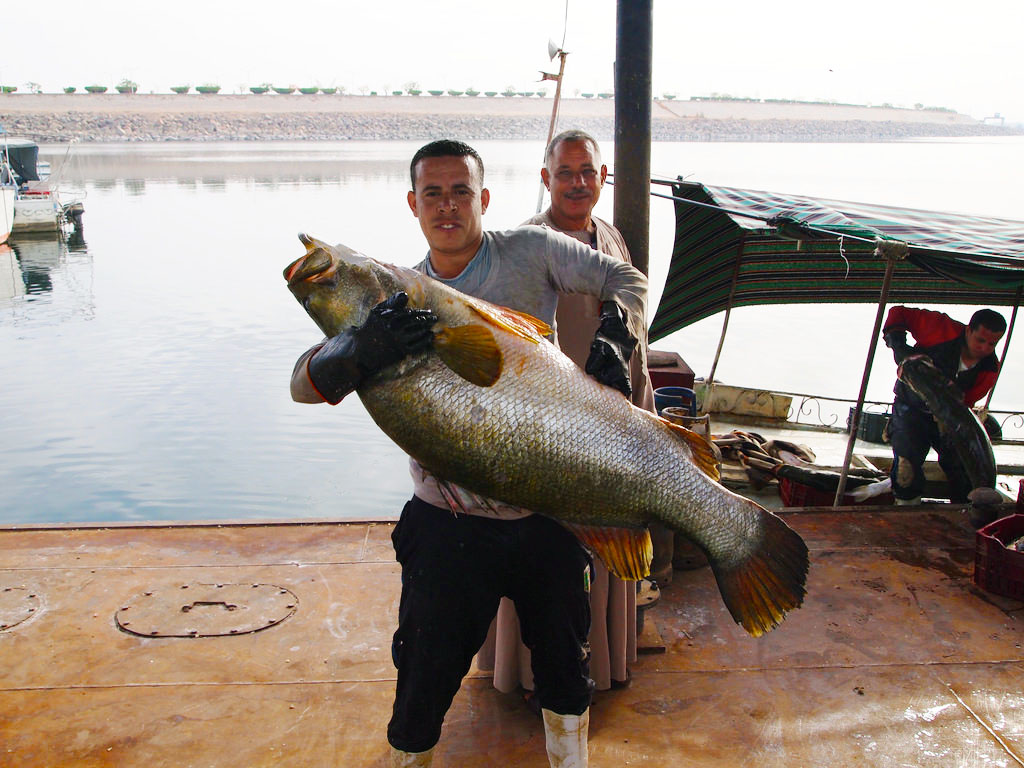 [Nile perch]